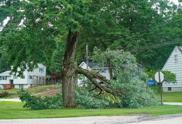 How Our Tree Care Process Works  in Moriarty, NM